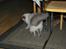 Hellig Birma basse