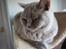 British Shorthair Wilfrida