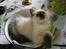 Ragdoll Kashmir - Katten i skålen, hehe.