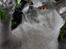 British Shorthair DK Sentimentals iNaia