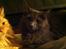 Maine Coon Atcoons Hello Kitty - Vega