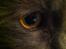 Maine Coon Atcoons Hello Kitty - Vega