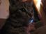 Huskat R.I.P Oliver