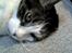 Huskat micky
