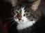 Maine Coon Krammedyret Yankie Bar
