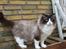 Ragdoll S*Chorotegas Victor Hugo - 5/1 2012