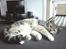 Huskat Nala *RIP*