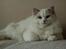Ragdoll Kittyrags Agamemnon