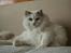 Ragdoll Kittyrags Agamemnon