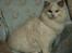 Ragdoll Kittyrags Agamemnon