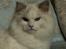 Ragdoll Kittyrags Agamemnon
