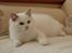 Ragdoll Kittyrags Agamemnon