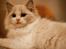 Ragdoll Kittyrags Gemma