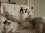 Ragdoll Kittyrags Gemma