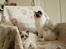 Ragdoll Kittyrags Gemma