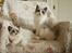Ragdoll Kittyrags Gemma