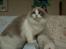 Ragdoll Kittyrags Gemma