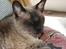 Cornish Rex Sinatra