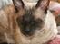 Cornish Rex Sinatra