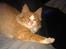 Blanding af racer Maine Coon/Norsk skovkat Malde