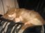 Blanding af racer Maine Coon/Norsk skovkat Malde