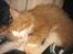 Blanding af racer Maine Coon/Norsk skovkat Malde