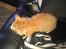 Blanding af racer Maine Coon/Norsk skovkat Malde