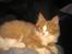 Blanding af racer Maine Coon/Norsk skovkat Malde