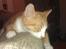 Blanding af racer Simba