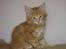 Maine Coon Shrek
