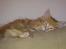 Maine Coon Shrek