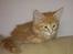Maine Coon Shrek