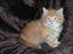 Maine Coon Shrek