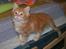 Maine Coon Shrek