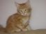 Maine Coon Shrek