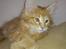 Maine Coon Shrek
