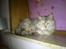 Maine Coon Mimmi(Pippi) R.I.P My Love