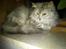 Maine Coon Mimmi(Pippi) R.I.P My Love