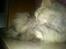 Maine Coon Mimmi(Pippi) R.I.P My Love