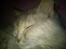 Maine Coon Mimmi(Pippi) R.I.P My Love