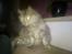 Maine Coon Mimmi(Pippi) R.I.P My Love