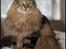 Norsk Skovkat DK SHAGGYTAIL'S YAHOO GIZMO - Velkommen til Gizmo's profil
Denne skønne dreng er nu blevet 2 år gammel