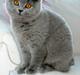 British Shorthair Tinytoons Darling (Cirkeline)