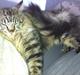 Maine Coon Balou