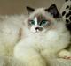 Ragdoll Kittyrags Philomena