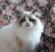 Ragdoll Kittyrags Sophia