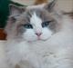 Ragdoll Solenzaras Ginger Marie