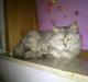 Maine Coon Mimmi(Pippi) R.I.P My Love