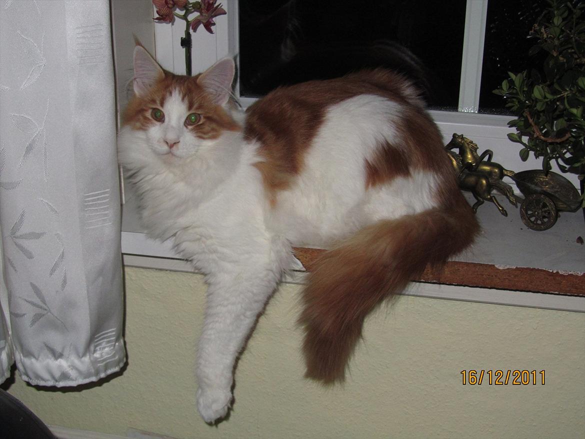 Maine Coon IC DK Bjørnholts Cosimo 9/6 - # 20. Cosimo ligger og hygger. 16 dec 2011 billede 20