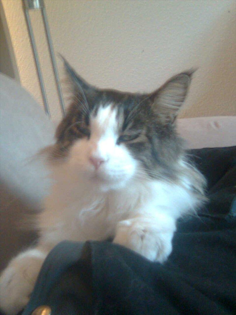 Maine Coon sir joker junior billede 2